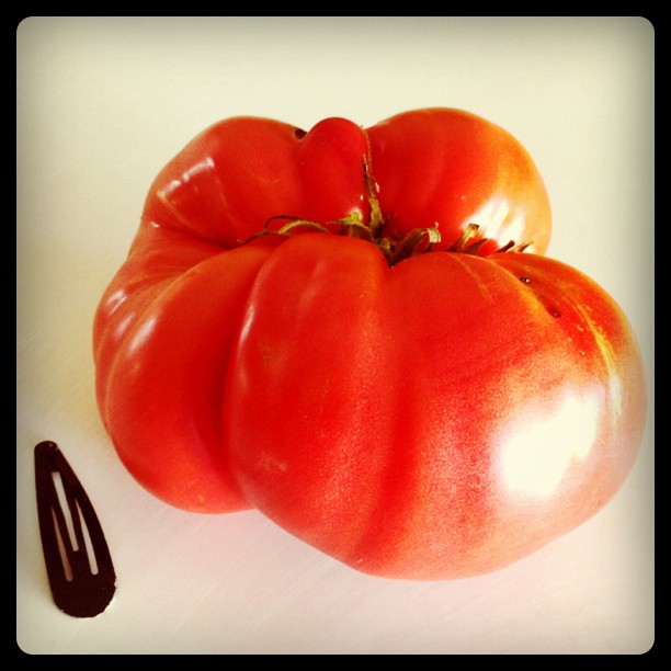 Out first heirloom tomato of the Mariana&#8217;s Peace variety. Hair clip for scale.  (Taken with instagram)