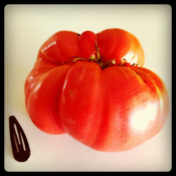 Out first heirloom tomato of the Mariana&#8217;s Peace variety. Hair clip for scale.  (Taken with instagram)