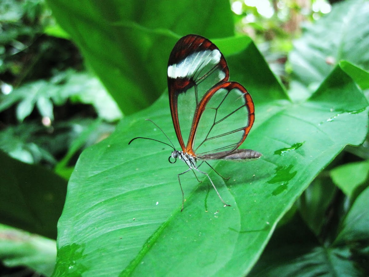 laughingsquid:

Glasswing Butterfly