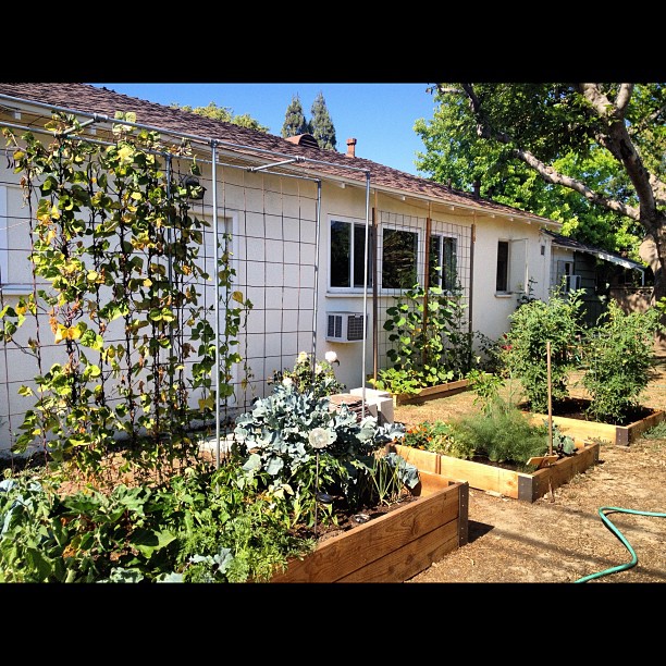 Garden update (Taken with Instagram)