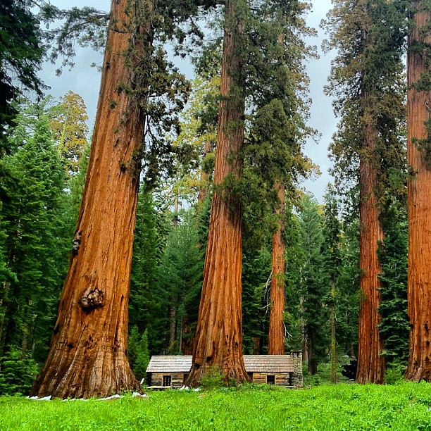 Amongst giants (Taken with instagram)