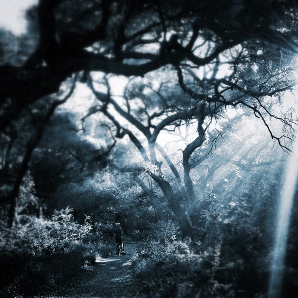 It was very Lord of the Rings on the trail today (Taken with instagram)