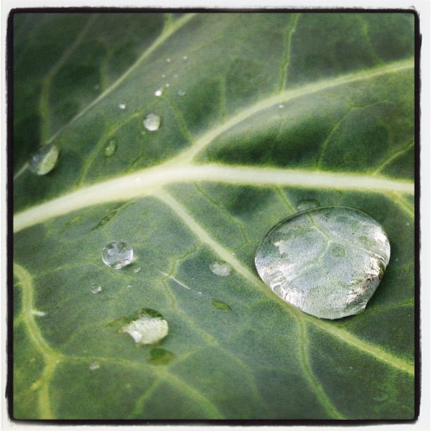 Water drop (Taken with instagram)