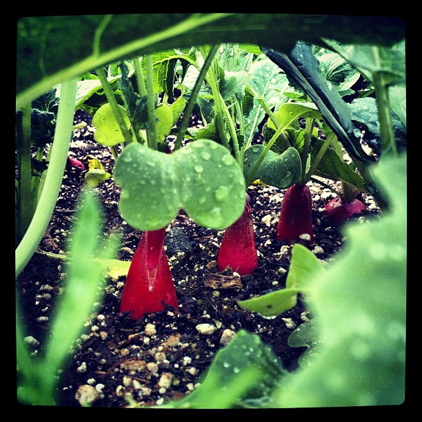 A Bug&#8217;s Life - Radish Town (Taken with instagram)