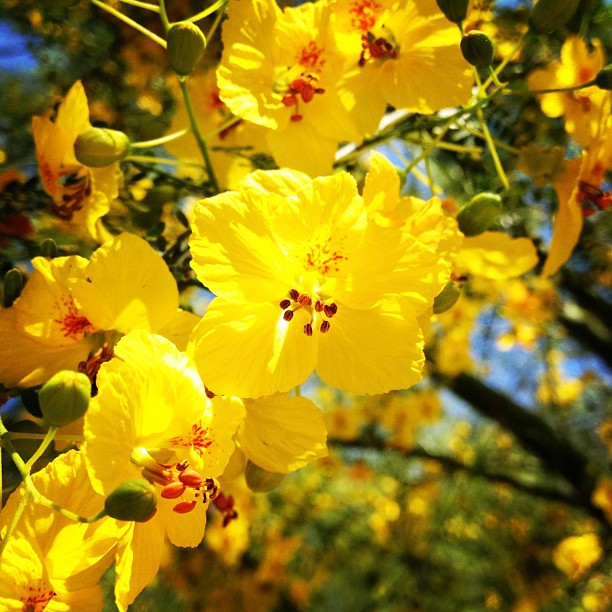 Palo Verde flowers (Taken with instagram)