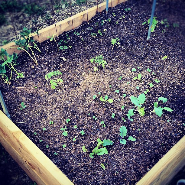 Sprouts! (Taken with instagram)
