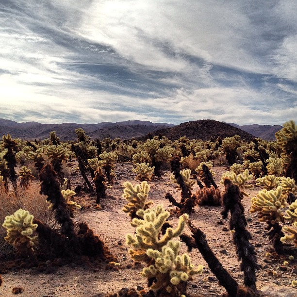 Cholla garden (Taken with Instagram at Cholla Cactus Garden)