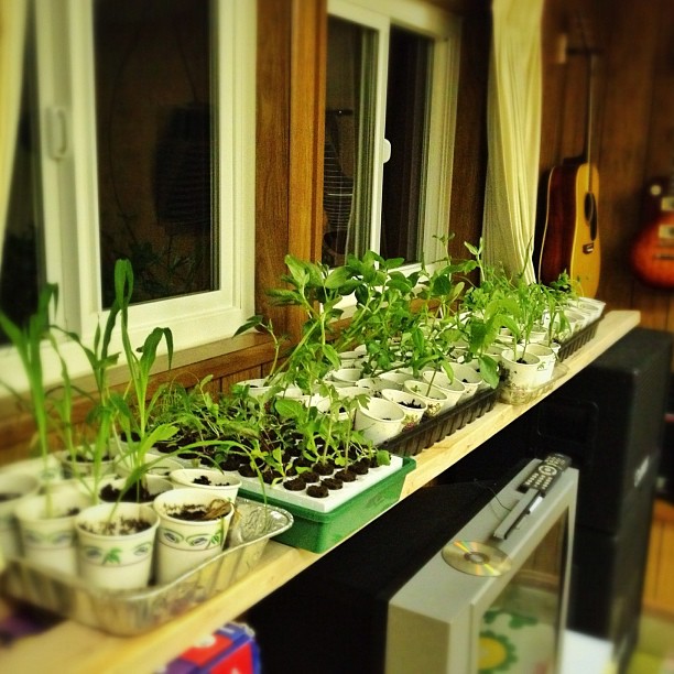 Seedlings that are getting planted tomorrow.  (Taken with instagram)