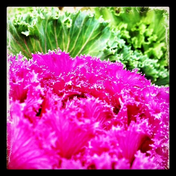 Farmers market (Taken with instagram)