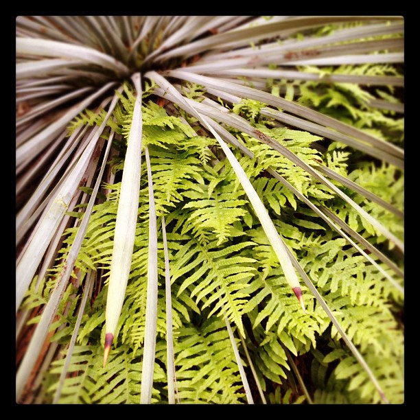 Fern and yucca symbiosis.  (Taken with instagram)