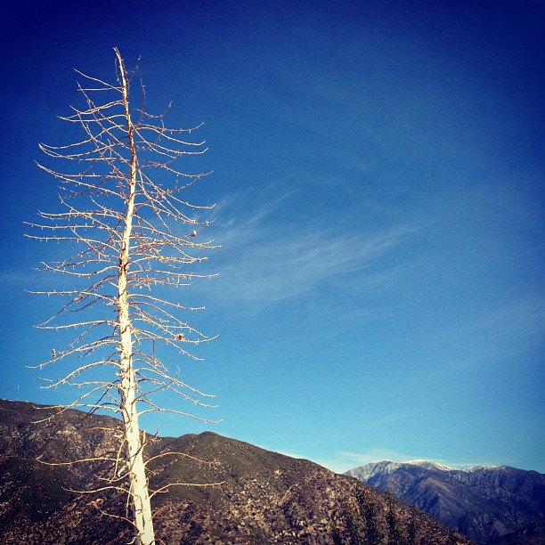 Yucca and Mt Baldy snow (Taken with instagram)