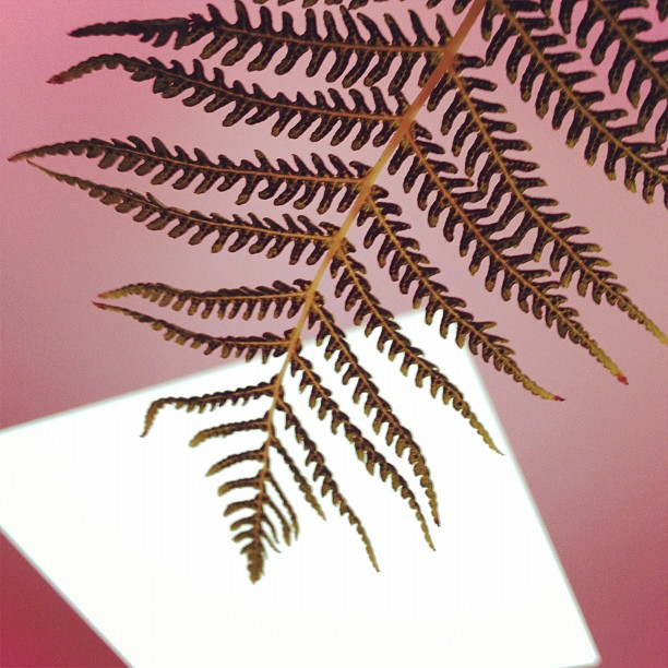 Fern spores under the skyspace (Taken with Instagram at The Turrell Skyspace)