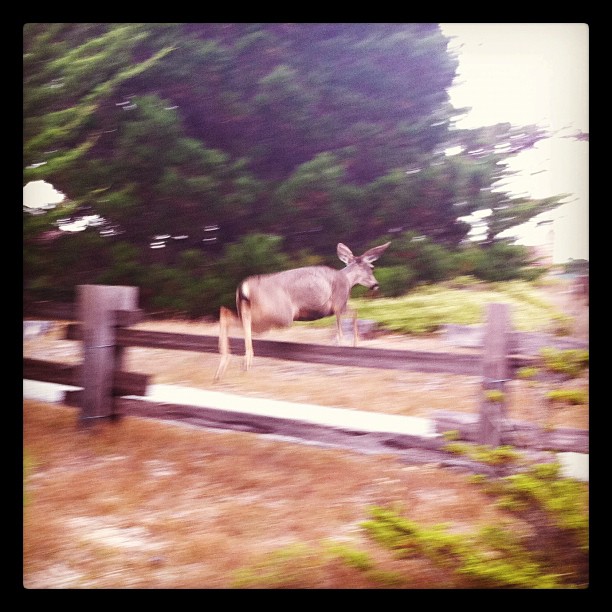 Deer on the grounds / in the air.  (Taken with instagram)