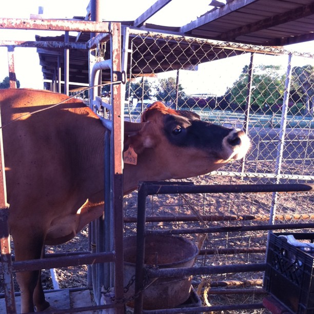 We&#8217;re learning how to milk a cow.  (Taken with Instagram at Amy&#8217;s Farm)