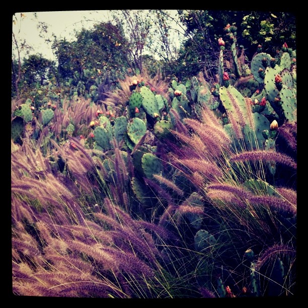 Cactus flowers (Taken with instagram)