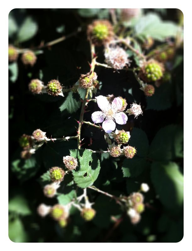 After waiting for 2 years, our blackberries are growing.