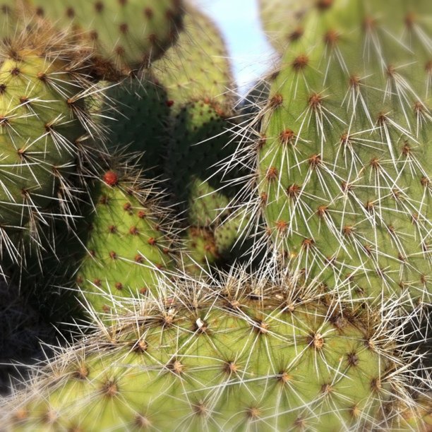 Cactus (Taken with instagram)