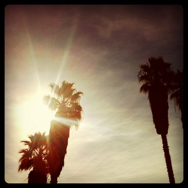 Palms (Taken with instagram)