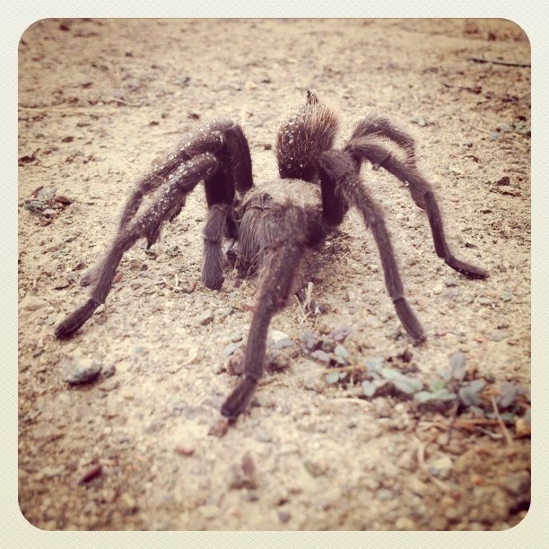 Tarantula (Taken with instagram at Claremont Wilderness Trail)