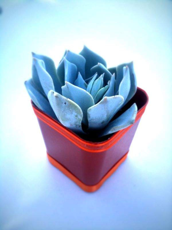 Succulent

(c) Evan Troxel