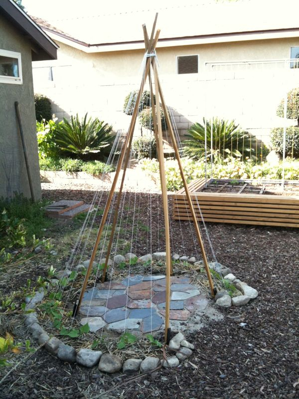 Update on the greenbean teepee.