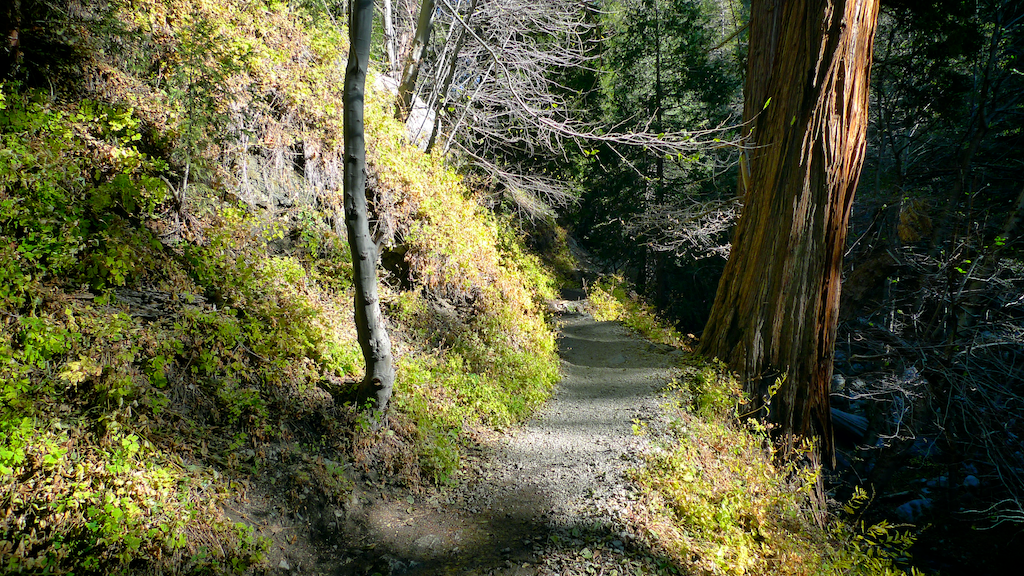 Icehouse Canyon trail at Mt. Baldy