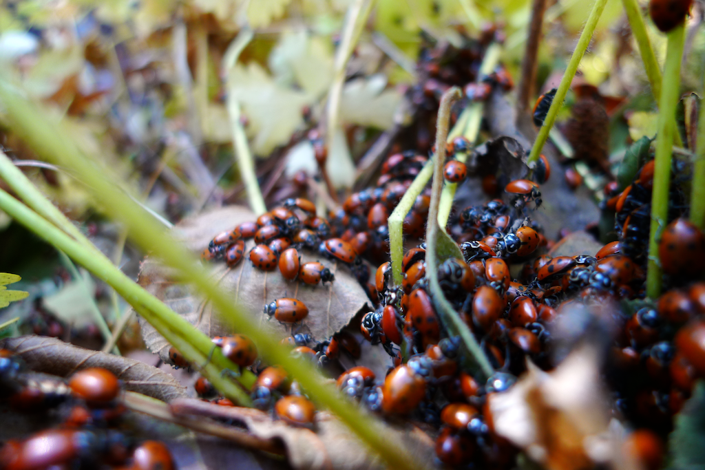 Ladybug explosion season at Mt. Baldy