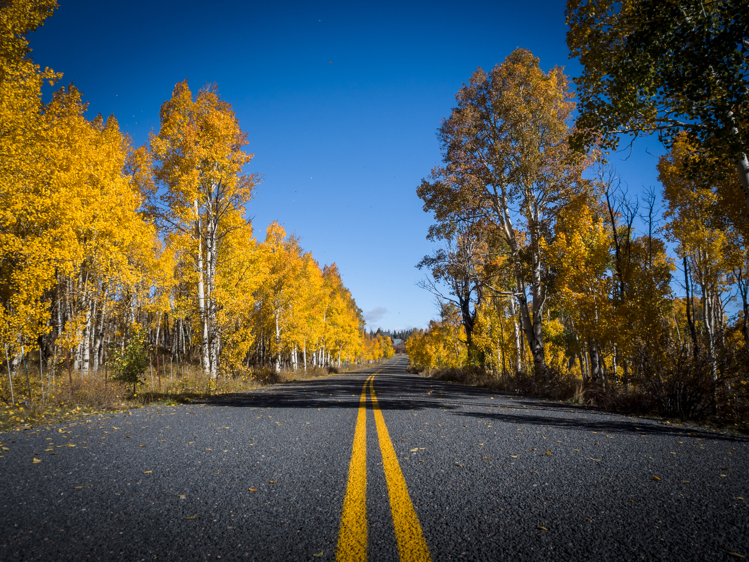 Kolob Terrace Road, Kolob Mesa, Zion National Park. Photo by Evan Troxel.